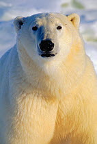 RF- Polar bear portrait (Ursus maritimus) head portrait. Churchill, Manitoba, Canada. (This image may be licensed either as rights managed or royalty free.)