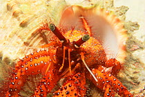 Red hermit crab {Dardanus megistos} close-up, Solomon Islands, South Pacific