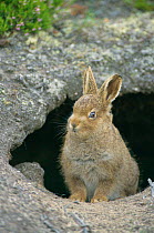 Mountain hare leveret {Lepus timidus} Scotland, UK