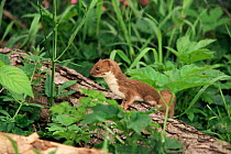 Weasel hunting {Mustela nivalis} Norfolk, UK