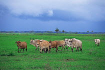 Domestic cattle {Bos taurus} on the Llanos, Arismende, Venezuela