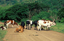 Nguni cattle on road {Bos taurus} nr Mkuzi GR, South Afric