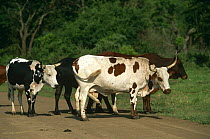 Nguni cattle on road {Bos taurus} near Mkuzi GR, South Africa