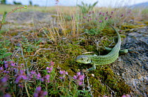 Balkan green lizard {Lacerta trilineata} Sicily