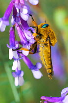Robber fly {Asilidae} on flower, Bulgaria