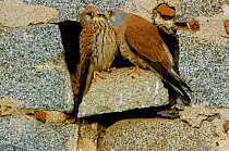 Lesser kestrel pair courtship {Falco naumanni} Spain