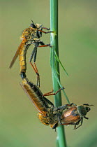 Robber flies {Asilidae} mating and feeding on cockchafer beetle Bulgaria