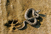 Sand / Long nosed) viper {Vipera ammodytes} beside dog paw print, Bulgaria