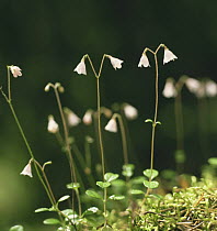Twinflower {Linnaea borealis} in the Kilsbergen forest in June, Sweden