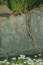 Viperine snakes mating {Natrix maura} Spain