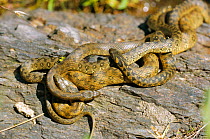 Viperine snake, two males + one female mating {Natrix maura} Spain