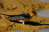 Red rumped swallow collecting mud for nest {Cecropis daurica} Spain