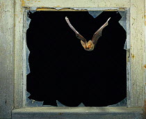 Long eared bat flying through broken window frame {Plecotus auritus} Germany