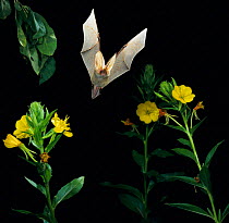 Long eared bat {Plecotus auritus} flying over Evening primrose flowers. Germany