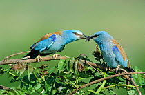 Common roller courtship, male (on rightt) offers insect to female {Coracias garrulus}
