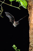 Western barbastelle bat flying {Barbastella barbastella} Germany