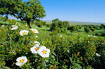 Rockrose {Cistus sp} in flower Spain