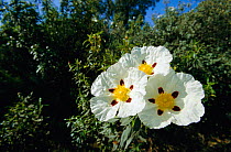 Rockrose {Cistus sp} in flower Spain