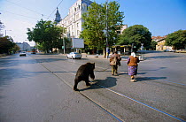 Captive Brown bear {Ursus arctos} lead by handlers through streets of Bulgaria