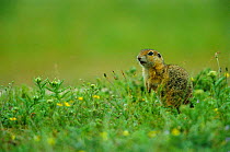 European suslik / Ground squirrel {Spermophilus citellus} Bulgaria