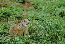 European susliks/ Ground squirrel {Spermophilus citellus} Bulgaria