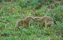 European susliks /Ground squirrels {Spermophilus citellus} Bulgaria