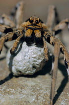 Wolf spider with egg sac {Lycosidae} Bulgaria