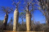 Bottle Baobabs {Adansonia ruprostripa}. Ifaty forest, SW Madagascar