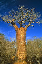 Bottle Baobab {Adansonia ruprostripa}. Ifaty forest, SW Madagascar