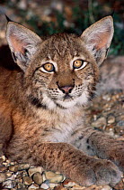 Young Siberian lynx {Lynx lynx wrangeli} captive, occurs east of Yenesei (Siberia).