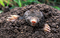 European mole emerging from burrow {Talpa europaea} UK, Dead specimen