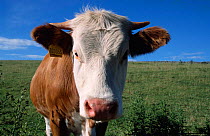 Beef steer, domestic cattle {Bos taurus} England
