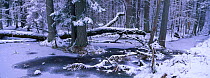 Ancient forest in winter snow, Bialowieza NP, Poland