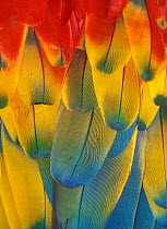 Scarlet Macaw feathers close up {Ara macao} Native South Mexico to Amazonia (Brazil).
