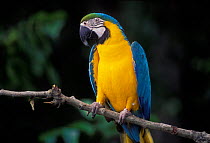 Blue and Yellow Macaw portrait {Ara ararauna} occurs South Mexico to Amazonia (Brazil).