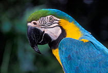 Blue and Yellow Macaw portrait {Ara ararauna} Native South Mexico to Amazonia (Brazil).