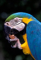 Blue and Yellow macaw holding and eating brazil nut {Ara ararauna} captive - occurrs Central-America and South-America