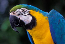 Blue and Yellow macaw head portrait {Ara ararauna} captive - occurrs Central-America and South-America
