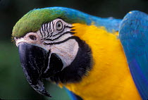 Blue and Yellow macaw portrait {Ara ararauna} captive - occurrs Central-America and South-America