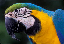 Blue and Yellow macaw portrait eye closed {Ara ararauna} captive - occurrs Central-America and South-America