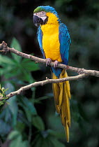 Blue and Yellow macaw portrait {Ara ararauna} captive - occurrs Central-America and South-America Captive