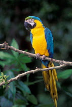 Blue and Yellow macaw portrait {Ara ararauna} captive - occurrs Central-America and South-America Captive,