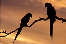 Scarlet macaw pair silhouetted in tree {Ara ararauna} occur Central-America and South-America. Captive