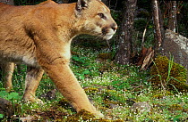 Puma (aka Cougar, Mountain lion) photographed with motion sensing camera at night.  Oregon. USA