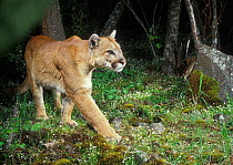 Wild Puma (Cougar, Mountain lion) photographed with motion sensing camera at night. Oregon USA
