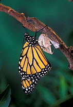 Monarch butterfly {Danaus Plexippus} fully emerged from chrysalis casing. Sequence 11 of 11.