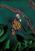 Monarch butterfly {Danaus plexippus} adult emerging from chrysalis casing. Sequence 10 of 11
