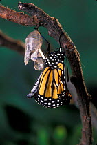Monarch butterfly {Danaus plexippus} adult emerging from chrysalis casing. Sequence 9 of 11