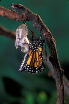 Monarch butterfly {Danaus plexippus} adult emerging from chrysalis casing. Sequence 8 of 11