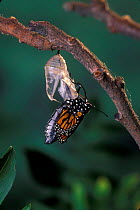Monarch butterfly {Danaus plexippus} adult emerging from chrysalis casing. Sequence 7 of 11